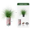 Artificial Tree in Contemporary Planter, Fake Onion Grass Silk Trees for Indoor and Outdoor Home Decoration - 55" Overall Tall (Plant Pot Plus Tree) view 3