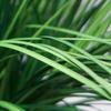 Artificial Tree in Contemporary Planter, Fake Onion Grass Silk Trees for Indoor and Outdoor Home Decoration - 55" Overall Tall (Plant Pot Plus Tree) view 4