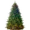 Balsam Hill 9.5ft Pre-Lit Classic Blue Spruce - Artificial Christmas Tree with 5,248+ Tips, Twinkly LED Smart Lights, Easy Plug System & Premium Stand for Indoor Holiday Decorating view 1