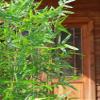 3 4 5 6 7 ft Tall Artificial Bamboo Tree 5 10 20 30 40 50 100 Pole, Courtyard Landscaping Simulation Artificial Plants Tree, Commercial Partition Privacy Fence ( Color : 100 Bamboo , Size : 1.8m Tall view 4