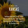 Kansas Gifts, Kansas Decor for Home - 'There's No Place Like Kansas Candle, w/Sunflower Fields & Fresh Air I Kansas Souvenirs I Kansas State Gifts I 9oz Jar, 50Hr Burn, USA Made view 3