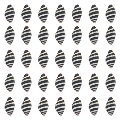 SUNNYCLUE 1 Box 50Pcs Spiral Shells Small Spiral Seashells Vase Fillers Zebra Pattern Hawaii Style Sea Ocean Beach Black White Conch Un-Drilled No Hole Shells for Candle Filler Craft Home Decoration