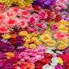 3D Colorful Flowers Pattern Waterproof Outdoor Rug for Patio Deck Backyard Balcony Modern Cute Reversible Kitchen Bathroom Floor Carpet Livingroom Bedroom Rug Runners 8x10 view 2