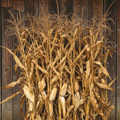 5 Ft Dried Corn Stalk Bundle with Ears Attached 24 Natural Corn Shucks for Fall, Halloween, Wedding, and Seasonal Decor Not for Shipping to California