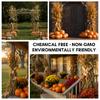 5 Ft Dried Corn Stalk Bundle with Ears Attached  24 Natural Corn Shucks for Fall, Halloween, Wedding, and Seasonal Decor  Not for Shipping to California view 4