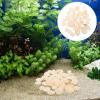 EXCEART Natural Shells for Crafts Small Seashells Set Seashell Party Decorations Nautical Decor DIY Shells Embellishment view 4