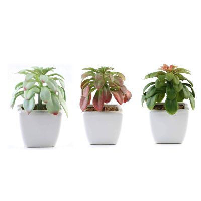 Balsa Circle 3 pcs 5-Inch Assorted Artificial Faux Echeveria Succulent Plants with Off White Pots Artificial Mini Greenery Plants Decor Indoor Outdoor DIY Arrangements Crafts Supplies