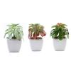 Balsa Circle 3 pcs 5-Inch Assorted Artificial Faux Echeveria Succulent Plants with Off White Pots Artificial Mini Greenery Plants Decor Indoor Outdoor DIY Arrangements Crafts Supplies view 1