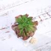 Balsa Circle 3 pcs 5-Inch Assorted Artificial Faux Echeveria Succulent Plants with Off White Pots Artificial Mini Greenery Plants Decor Indoor Outdoor DIY Arrangements Crafts Supplies view 3
