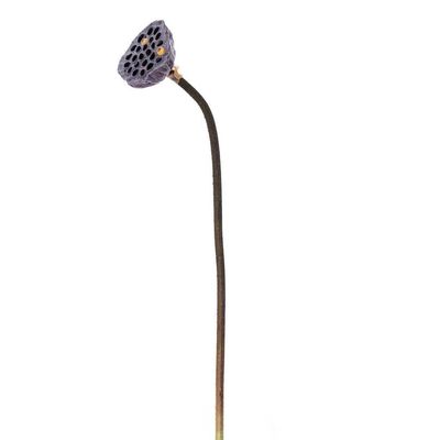 Vickerman 736920-27" Brown Lotus Pod 4/Bag (FNT235627) Home Office Flowers with Stems
