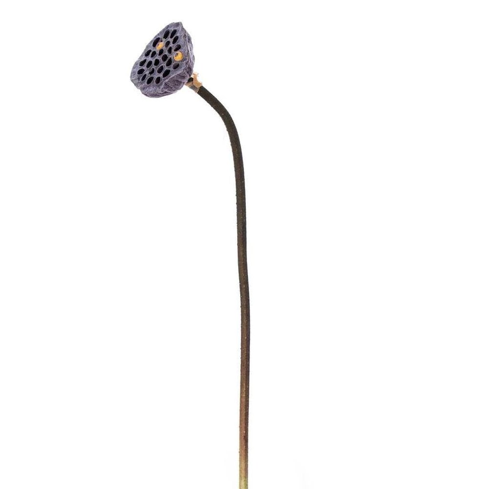 Vickerman 736920-27" Brown Lotus Pod 4/Bag (FNT235627) Home Office Flowers with Stems