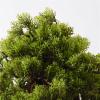 Simulation Potted Plants Bonsai Tree 24Inch Artificial Bonsai Welcoming Pine Tree, Simulation Potted Plant Decorative Bonsai with Ceramic Pots, Office Desktop Potted Decoration Fake Plant Greenery Dec view 4