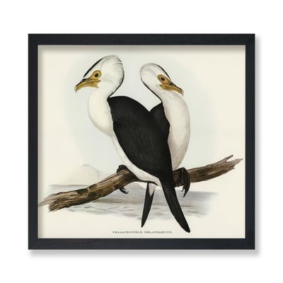 Poster Master Vintage Little Pied Cormorant Poster - Retro Australasia Waterbirds Print - Bird Art - Gift for Him, Her & Animal Lover - Decor for Dorm, Living Room or Bedroom - 8x10 UNFRAMED Wall Art