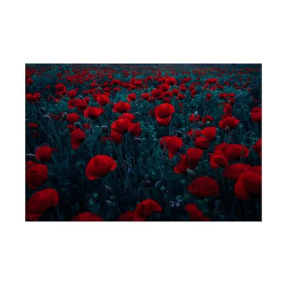 Trademark Fine Art Canvas Wall Art - Farid Kazamil 'Symphony Of Flowers' Wall Art for Living Room, Bedroom, or Office Dcor 24 x 16 Inches