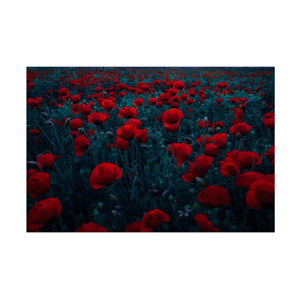 Trademark Fine Art Canvas Wall Art - Farid Kazamil 'Symphony Of Flowers' Wall Art for Living Room, Bedroom, or Office Dcor 24 x 16 Inches