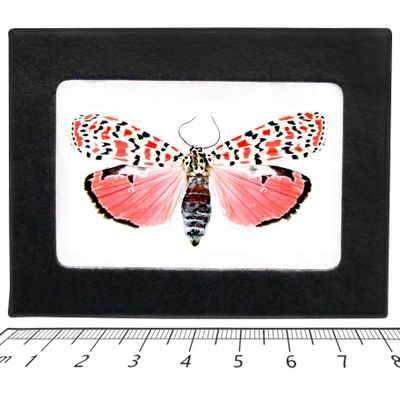 BicBugs Utethesia ornatrix PINK FORM moth Florida USA