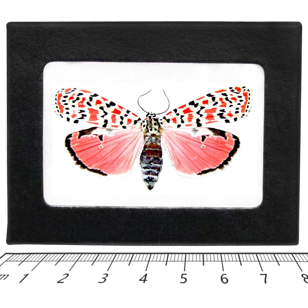 BicBugs Utethesia ornatrix PINK FORM moth Florida USA