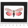 BicBugs Utethesia ornatrix PINK FORM moth Florida USA view 1