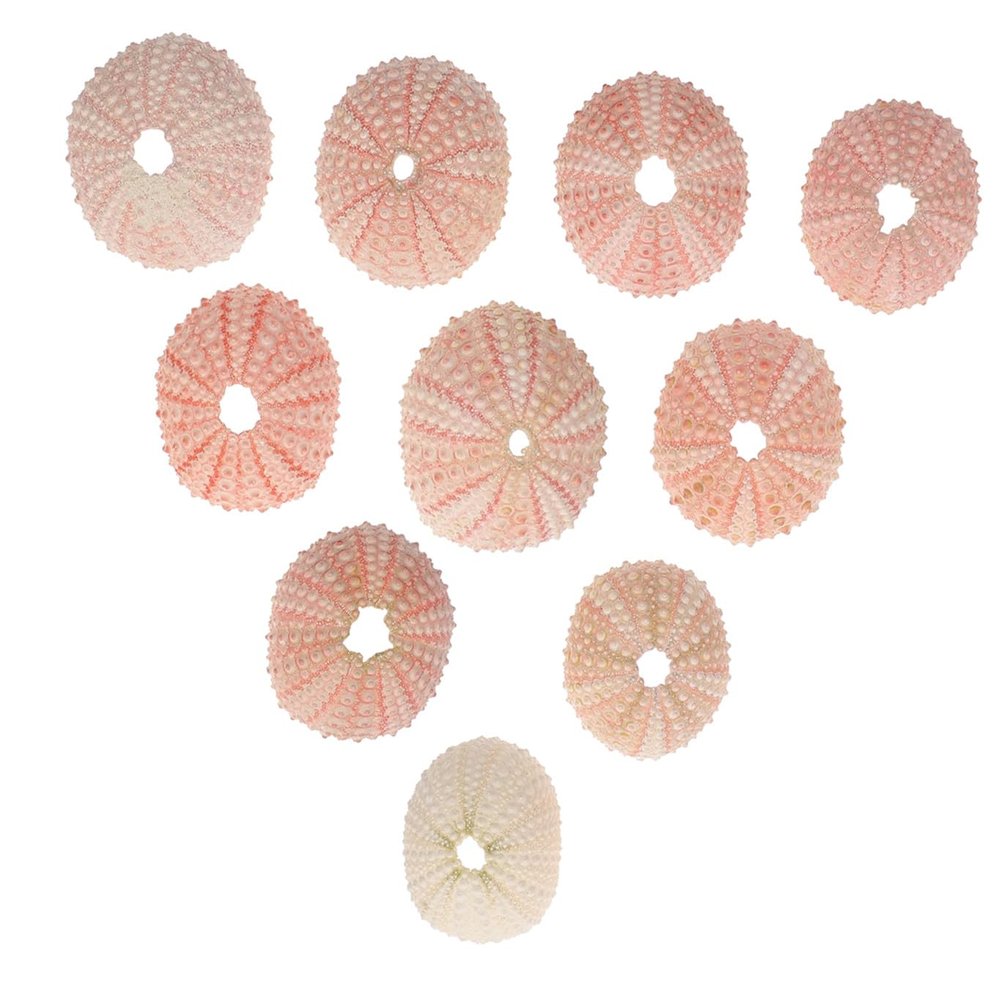 LIFKICH 10pcs Sea Urchin Shell Material Air Plant Holder Unique Decorative Wall Decor Random