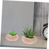 LIFKICH 10pcs Sea Urchin Shell Material Air Plant Holder Unique Decorative Wall Decor Random view 3