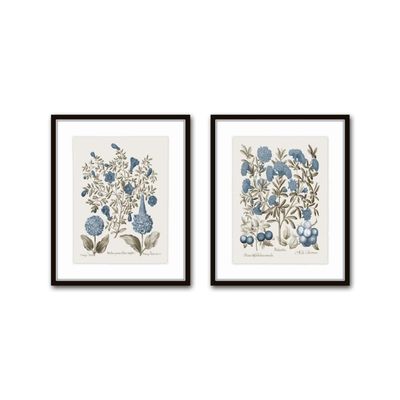 Belle Maison Art Sepia & Blue Botanical Prints No 2, Vintage Botanical Wall Art, Bedroom Kitchen Living Room Office, 8X10 SET OF 2, Smooth Matte Paper Prints, Unframed