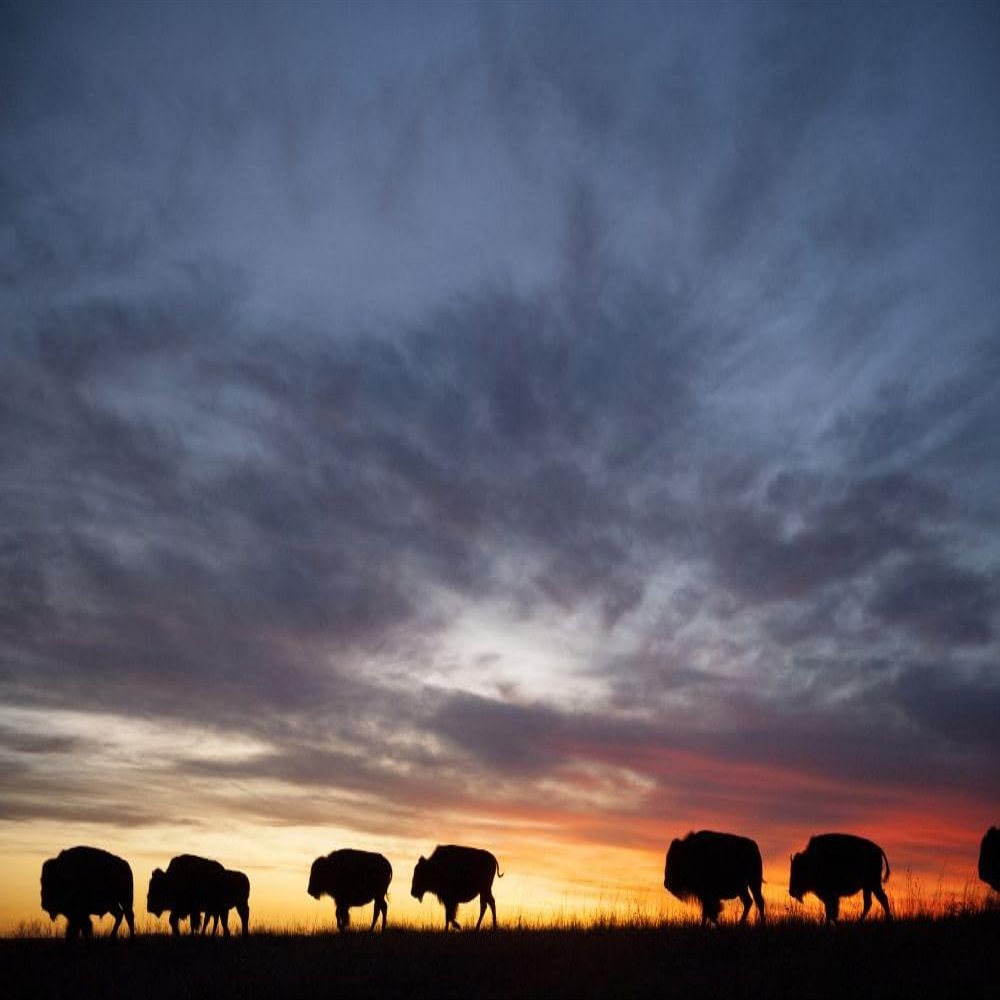 Silhouetted herd of bison (Bison bison) roaming along the horizon at sunset on a ranch near Valentine Nebraska USA; Valentine Nebraska United States of America Poster Print by Joel Sartore Photography (17 x 11)
