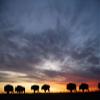 Silhouetted herd of bison (Bison bison) roaming along the horizon at sunset on a ranch near Valentine Nebraska USA; Valentine Nebraska United States of America Poster Print by Joel Sartore Photography (17 x 11) view 1