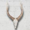 LaseVe Wall Decor Wall Sculpture Antelope, Head Deer Head Wall Hanging Animal Ornaments Living Room Coffee Shop Wall Decoration Resin Wall Decoration view 3