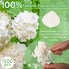 1500Pcs Real Dried Ivory White Hydrangea Flower Petals - Natural smal Petals for Wedding, Party Confetti, Romantic Night, Proposal Decor, Handcrafts (1.06 oz) view 3