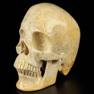 5.1" Coral Fossil Hand Carved Crystal Skull, Super Realistic, Crystal Healing1