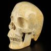 5.1" Coral Fossil Hand Carved Crystal Skull, Super Realistic, Crystal Healing1 view 1