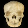 5.1" Coral Fossil Hand Carved Crystal Skull, Super Realistic, Crystal Healing1 view 2