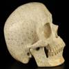 5.1" Coral Fossil Hand Carved Crystal Skull, Super Realistic, Crystal Healing1 view 4