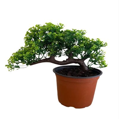 Pixies Gardens Gorgeous Bonsai with Very Attractive Pot Size: 2". Growing Zones: Indoor. Green