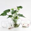 Luxshiny 2Pcs Clear Glass Vase Container 4 Inch Round Hydroponic Plant Holder Decorative Desktop Flower Pot for Home Office Hotel view 3