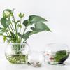 Luxshiny 2Pcs Clear Glass Vase Container 4 Inch Round Hydroponic Plant Holder Decorative Desktop Flower Pot for Home Office Hotel view 4