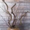 Dried Thick Curly Willow Branches Rattan Trunk Flexible Vines, 17-22 inch Long Curly Wood Sticks with Birch Branches Twigs for DIY Crafts Wedding Garden Xmas Decoration (A-Birch Twigs) view 4