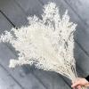 10 Pieces Dried White Italian Ruscus Eucalyptus - Real Preserved Ruscus Stem Branches, Real White Dried Floral Plant Pampas Green Leaves Bundle for Boho Wedding Party, Home Decor, Vase Filler view 1