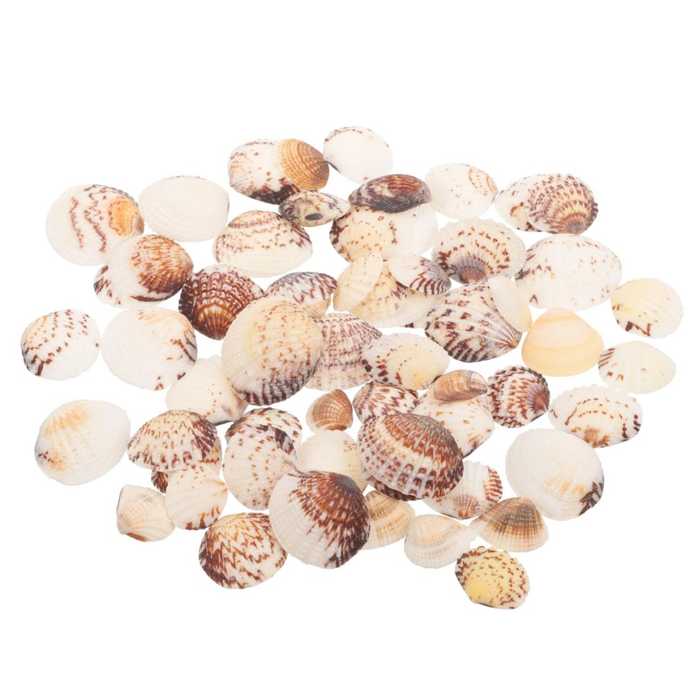 Housoutil 1bag Tiny Natural Sea Shells for Crafts and Decorations for Fish Tanks and Projects Bag of Delicate Clam Shells for Beach Theme Decor