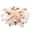 Housoutil 1bag Tiny Natural Sea Shells for Crafts and Decorations for Fish Tanks and Projects Bag of Delicate Clam Shells for Beach Theme Decor view 1