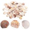Housoutil 1bag Tiny Natural Sea Shells for Crafts and Decorations for Fish Tanks and Projects Bag of Delicate Clam Shells for Beach Theme Decor view 4