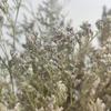 Preserved Valentine Grass Natural Limonium Bouquet, Real Caspia Bellidifolium, Sea Lavender for Wedding Home Dcor, Door Wreath, Party Table Vase Decoration (Natural) view 3