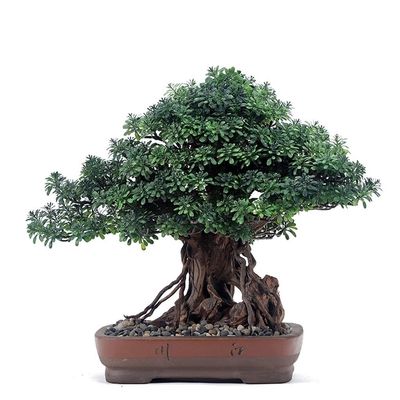 Fake Plant Decoration Artificial Bonsai Tree Plant Decoration Potted Artificial Pine Tree for Garden Living Room Office Decoration Ornaments Artificial Plants