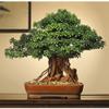Fake Plant Decoration Artificial Bonsai Tree Plant Decoration Potted Artificial Pine Tree for Garden Living Room Office Decoration Ornaments Artificial Plants view 4