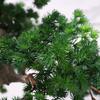 Home Fake Plants Artificial Bonsai Welcoming Pine Ceramic Flowerpot Study Tea Room Desktop Display Home Office Decoration Ornaments Artificial Bonsai Decoration view 3