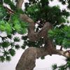 Home Fake Plants Artificial Bonsai Welcoming Pine Ceramic Flowerpot Study Tea Room Desktop Display Home Office Decoration Ornaments Artificial Bonsai Decoration view 4