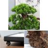 Artificial Small Bonsai Tree Artificial Plants Bonsai Tree Faux Plants Desk Display, Simulation Pine Tree Potted Plant For Home Decoration Garden Feng Shui Decoration Living Room Fake Plant Greenery D view 3