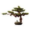 Artificial Small Bonsai Tree Chinese Artificial Bonsai Tree Living Room Simulation Plant Bonsai Indoor Welcome Pine Green Plant Ceramic Pot Plant Desktop Ornaments Living Room Fake Plant Greenery Deco view 1