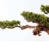 Artificial Small Bonsai Tree Chinese Artificial Bonsai Tree Living Room Simulation Plant Bonsai Indoor Welcome Pine Green Plant Ceramic Pot Plant Desktop Ornaments Living Room Fake Plant Greenery Deco view 3