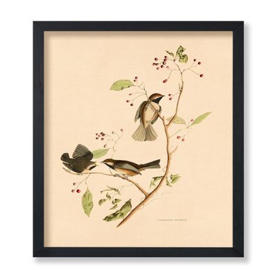 Poster Master Vintage Canadian Titmouse Poster - Retro Birds of America Print - Bird Art - Gift for Men, Women & Animal Lover - Great Decor for Office, Bedroom or Living Room - 8x10 UNFRAMED Wall Art